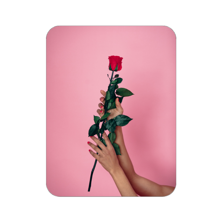 12 Red Long Stem Roses