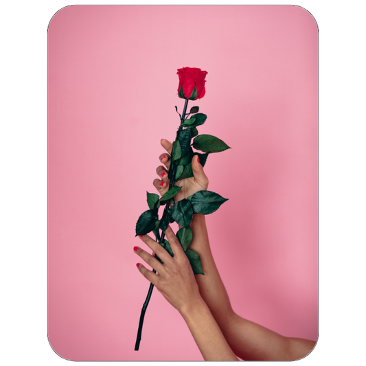 Preserved Long Stem Rose – Limited Edition