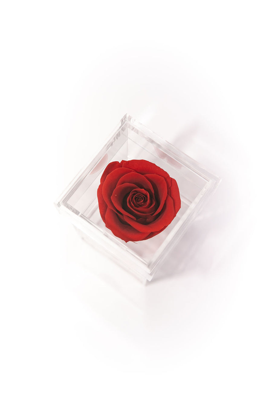 RED SINGLE PRESERVED ROSE